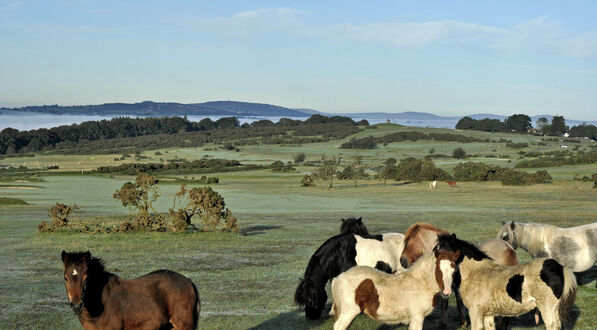 Early morning munching near the 13th Fairway